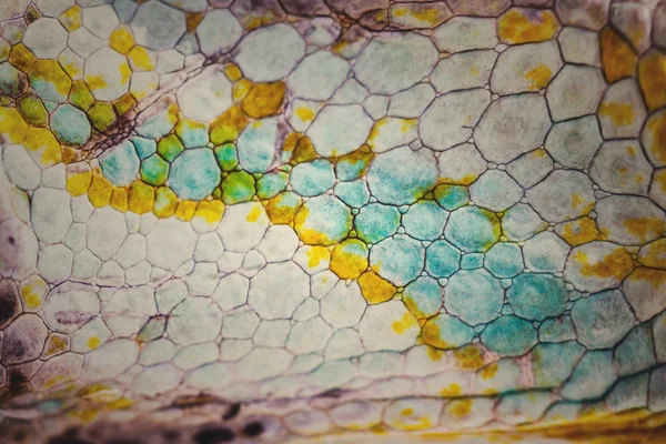 Close up of Four-horned Chameleon skin background, Chamaeleo quadricornis