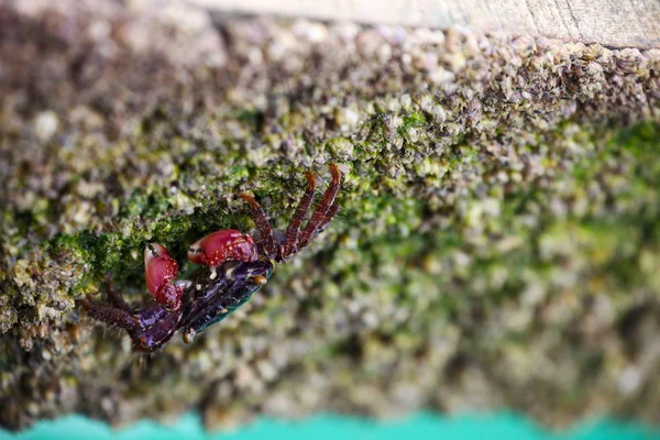 Crab Finding Food on Rocky Beach