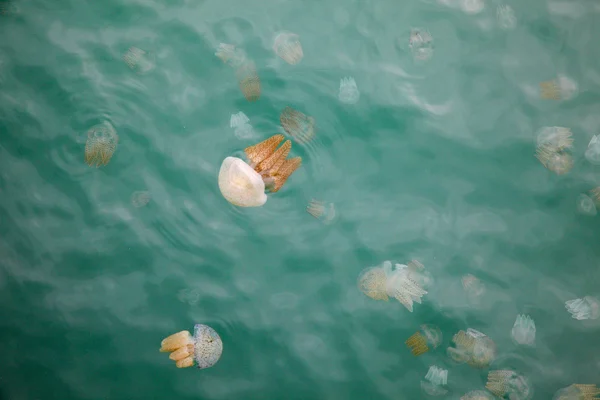 Beautiful Jellyfish Floating in the Sea