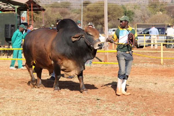 Brown Brahman bull lead by handler photo