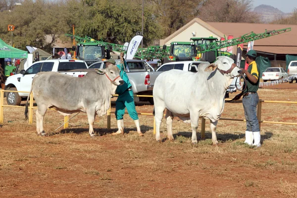 White Brahman bull lead by handler photo