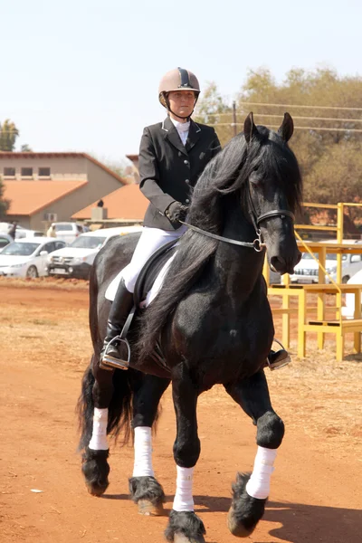Young girl riding lovely black Friesian horse.