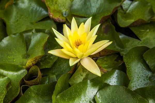 Beautiful yellow lotus flower or water lily.