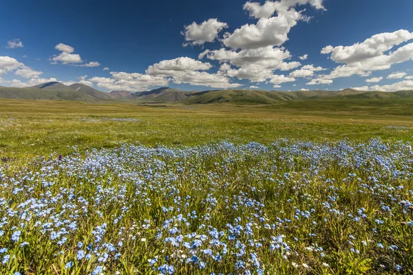 Field with wild flowers and mountains on the background. Bloomin