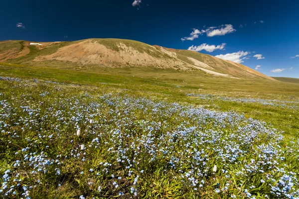 Field with wild flowers and mountains on the background. Bloomin