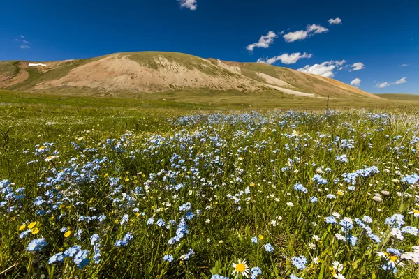 Field with wild flowers and mountains on the background. Bloomin