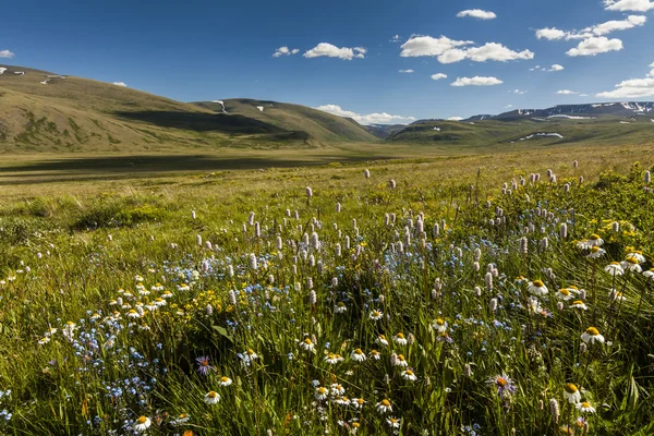 Field with wild flowers and mountains on the background. Bloomin