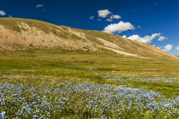 Field with wild flowers and mountains on the background. Bloomin