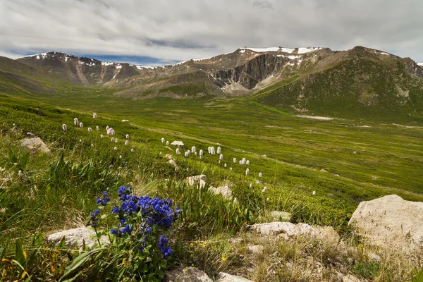 Field of wild flowers and mountains on the background