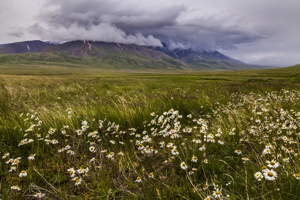 Field with wild flowers and mountains on the background. Floweri