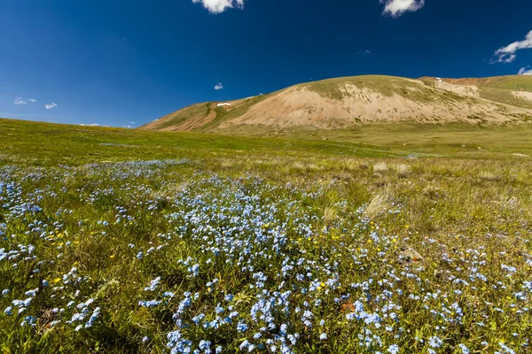 Field with wild flowers and mountains on the background. Bloomin