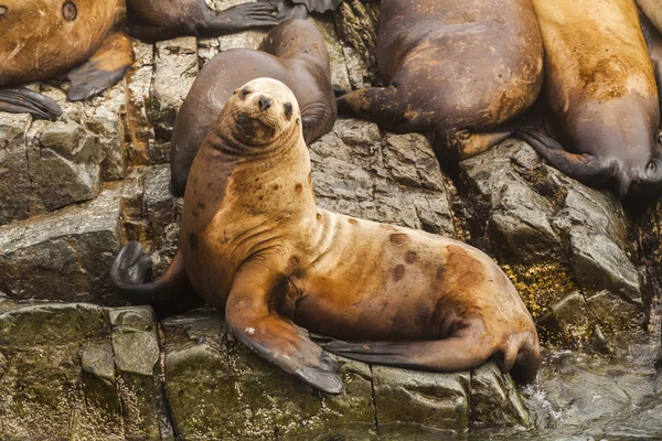 Rookery Steller sea lions. Fauna of Kamchatka Peninsula