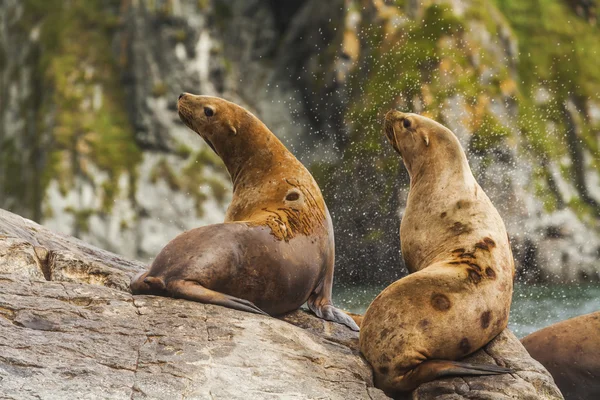 Rookery Steller sea lions. Fauna of Kamchatka Peninsula