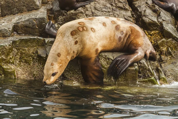 Rookery Steller sea lions. Fauna of Kamchatka Peninsula