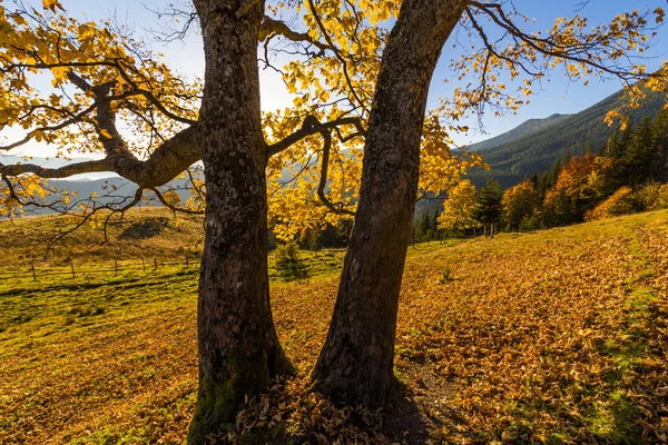 Beautiful autumn tree in the sun against the backdrop of mountai