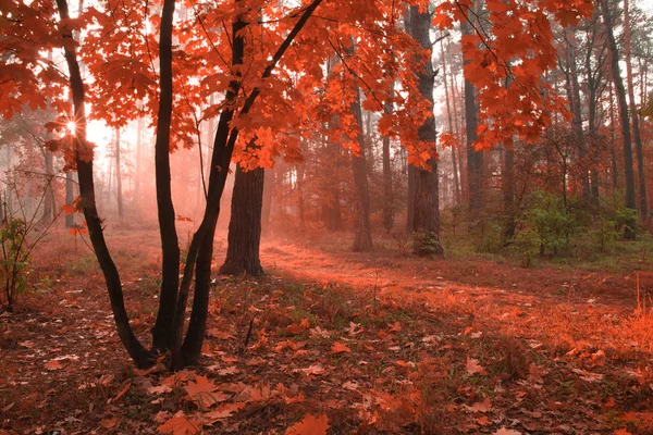 Misty autumn forest with red foliage on the trees.