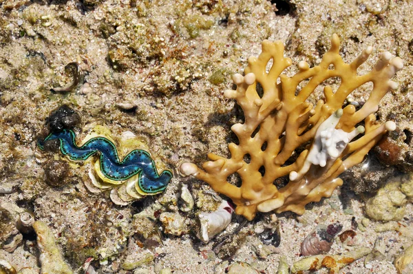 Sea coral with large living green seashell