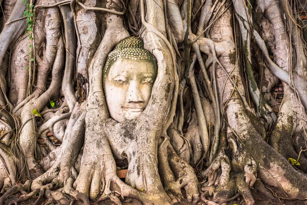 Buddha Head of Ayutthaya