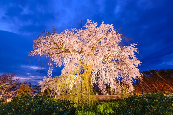 Weeping Cherry Blossom Tree