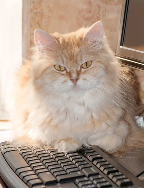 Shaggy cat on keyboard
