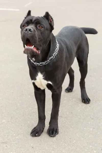 Black Dog breed Cane Corso standing