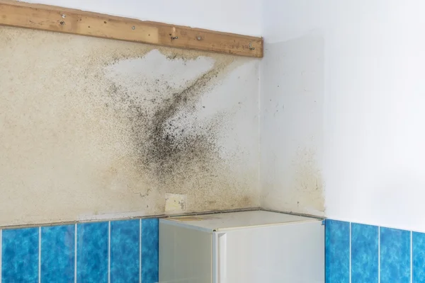 A bathroom wall covered with rising damp