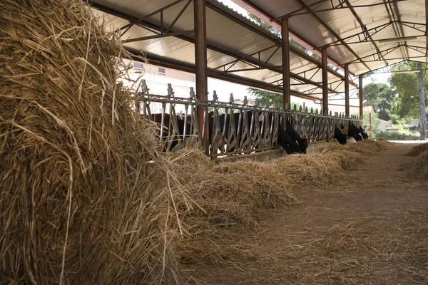 Dairy cows in a cattle shed with hay bale