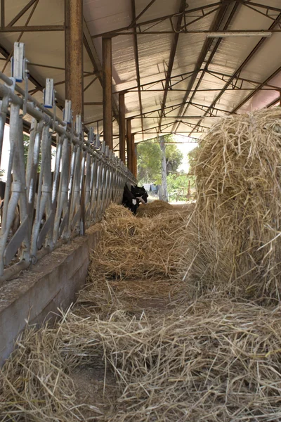 Dairy cows in a cattle shed with hay bale
