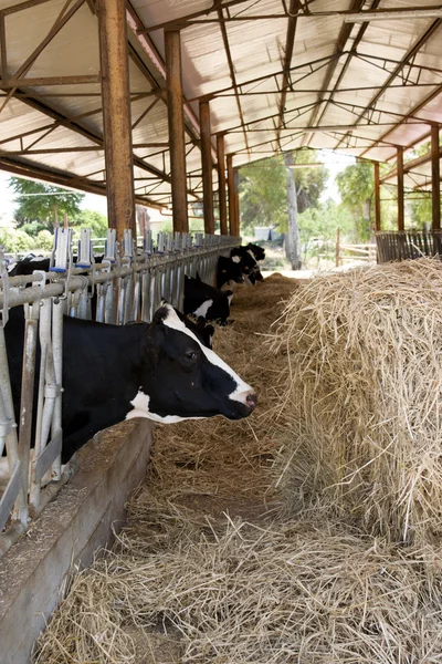 Cows eating grass in a cattle shed