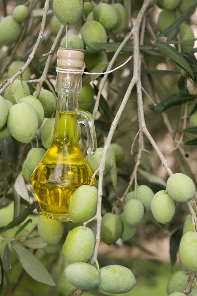 Oil bottle on an olive tree