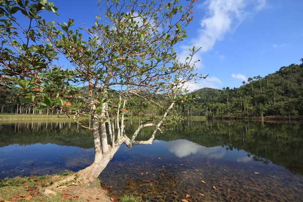 Cuba nature - Las Terrazas