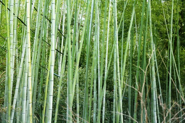Japan bamboo background