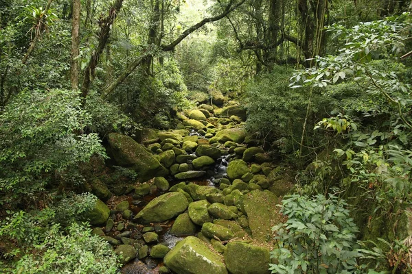 Brazil rainforest