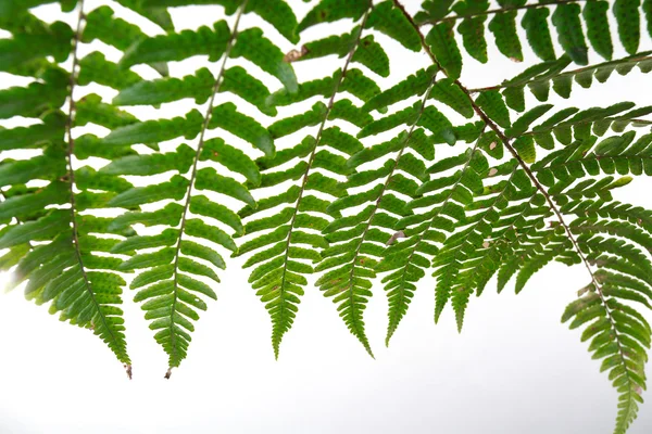 Leaf fern isolated on white background