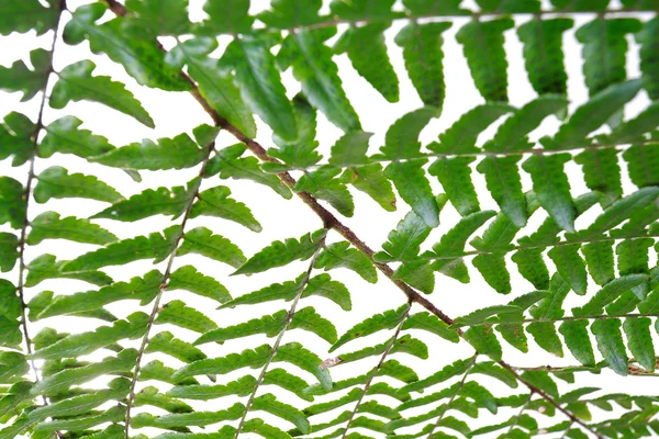 Leaf fern isolated on white background