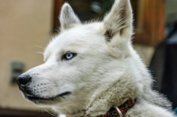 Siberian white husky dog with blue eyes