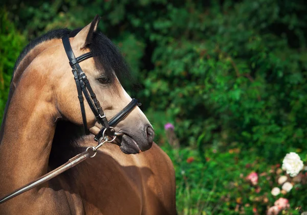 Portrait of beautiful buckskin welsh pony