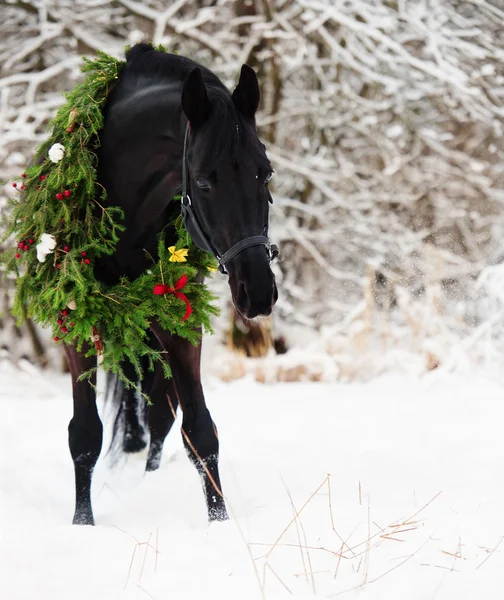 Black horse with christmas wreath