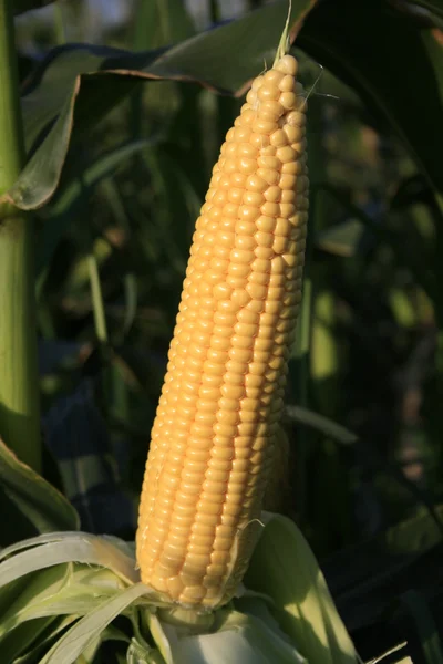 Ears of sweet corn.
