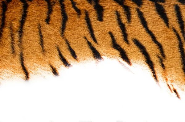 Tiger skin.