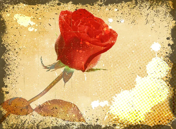 Grunge floral background with red rose.