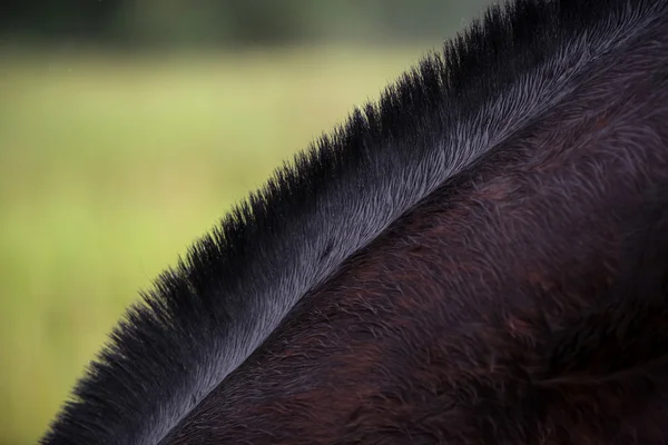 Close up shot of horse mane