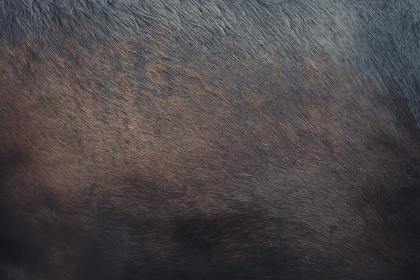 Fur skin of horse