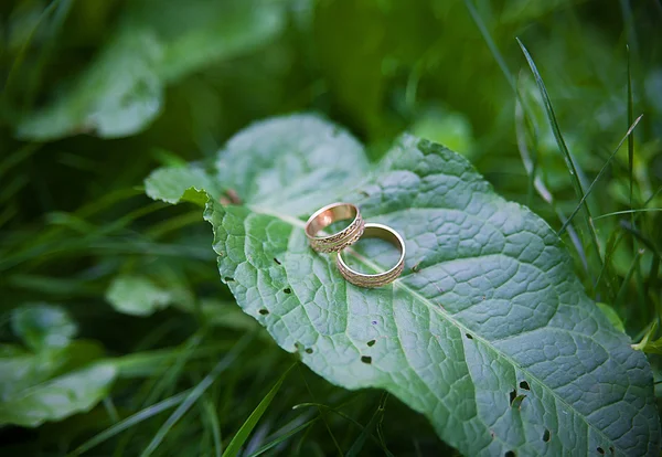 Two Golden wedding rings lie on leaves plant.