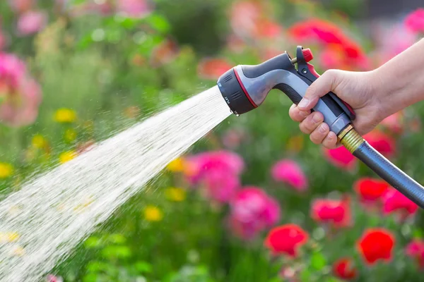 Watering garden with  flowers