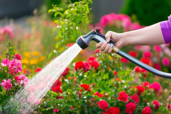 Watering garden with  flowers
