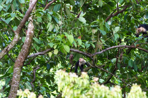 White faced or capuchin monkey