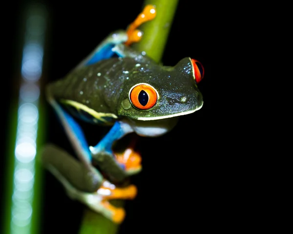 Red-Eyed Tree Frog - Agalychnis callidryas