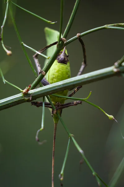 Green leaf bug - katydid