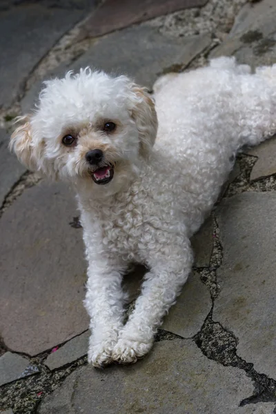 Cute mini toy poodle